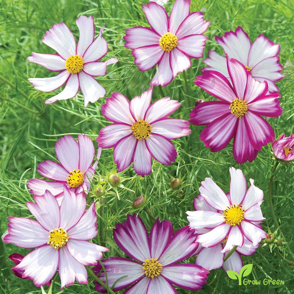 Cosmos Picotee (cosmos bipinnatus) | 10 seeds
