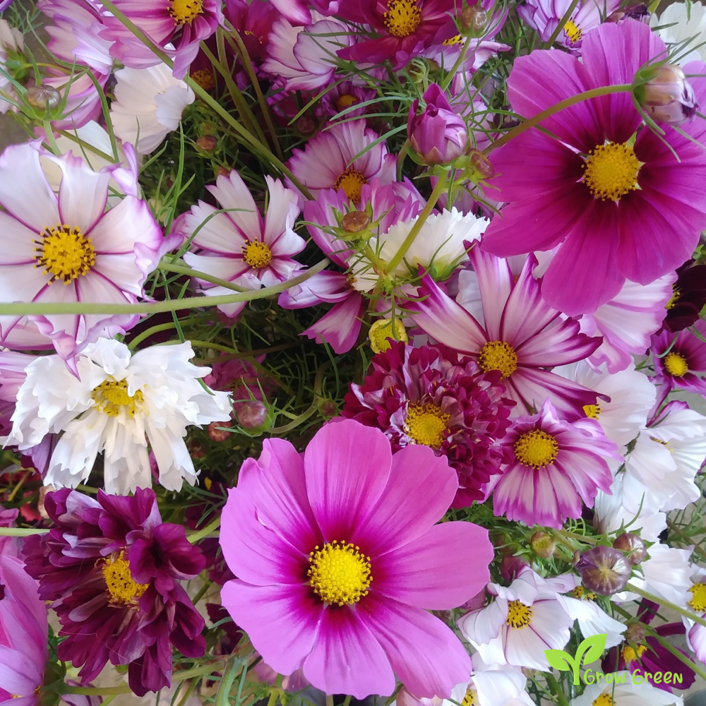 Cosmos Picotee (cosmos bipinnatus) | 10 seeds