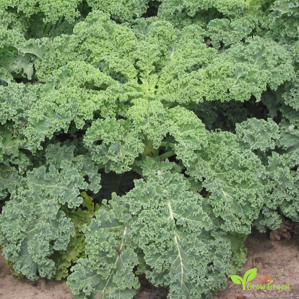 30 seeds of Curled Borecole - BRASSICA OLERACEA - Kale Cabbage + Gift 5 seeds of Sunflower