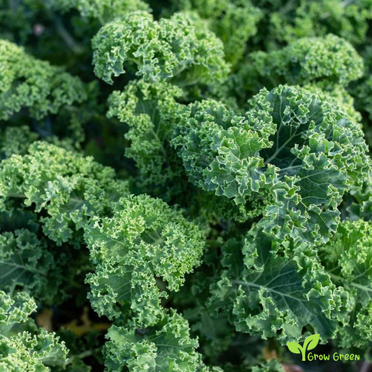 30 seeds of Curled Borecole - BRASSICA OLERACEA - Kale Cabbage + Gift 5 seeds of Sunflower