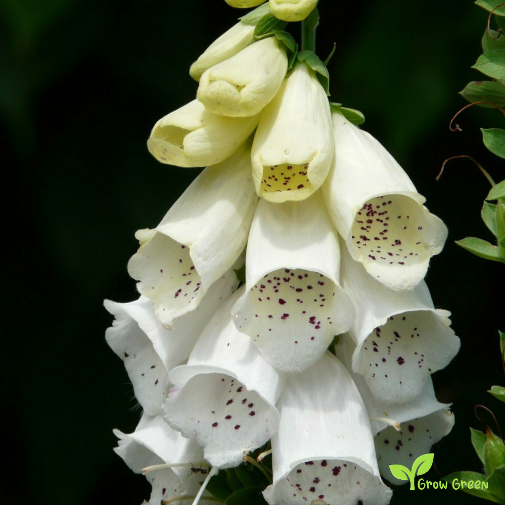 20 seeds of White Foxglove - DIGITALIS ALBA + Gift 5 seeds of Sunflower