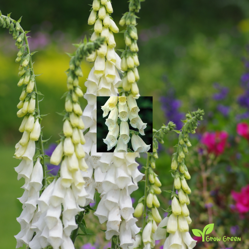 20 seeds of White Foxglove - DIGITALIS ALBA + Gift 5 seeds of Sunflower