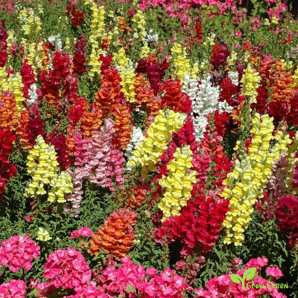 20 seeds of Snapdragon Cheerio - ANTIRRHINUM MAJUS + Gift 5 seeds of Sunflower