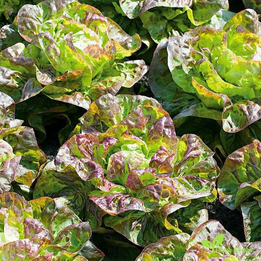 50 seeds of Lettuce Brune D'Hiver - LACTUCA SATIVA - Salad + Gift 5 seeds of Sunflower