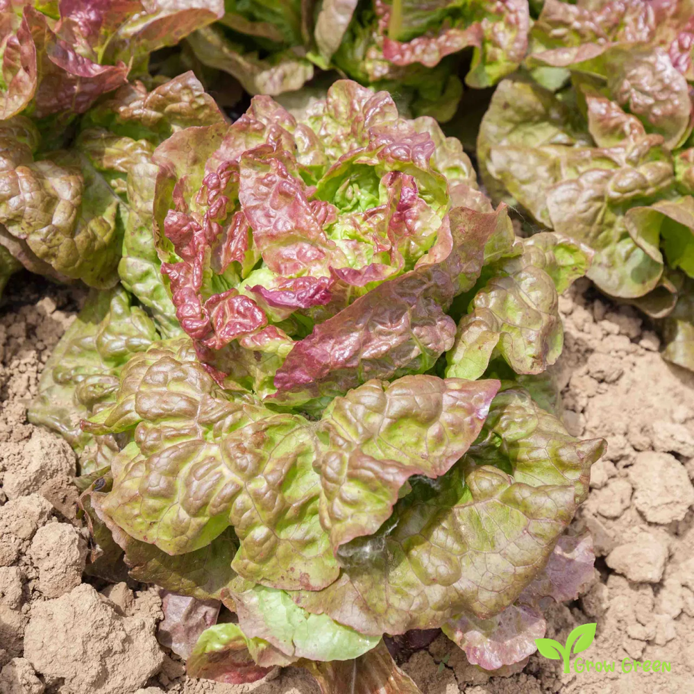 50 seeds of Lettuce Brune D'Hiver - LACTUCA SATIVA - Salad + Gift 5 seeds of Sunflower