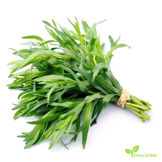 30 seeds of Tarragon - ARTEMISIA DRACUNCULUS - Estragon + Gift 5 seeds of Sunflower