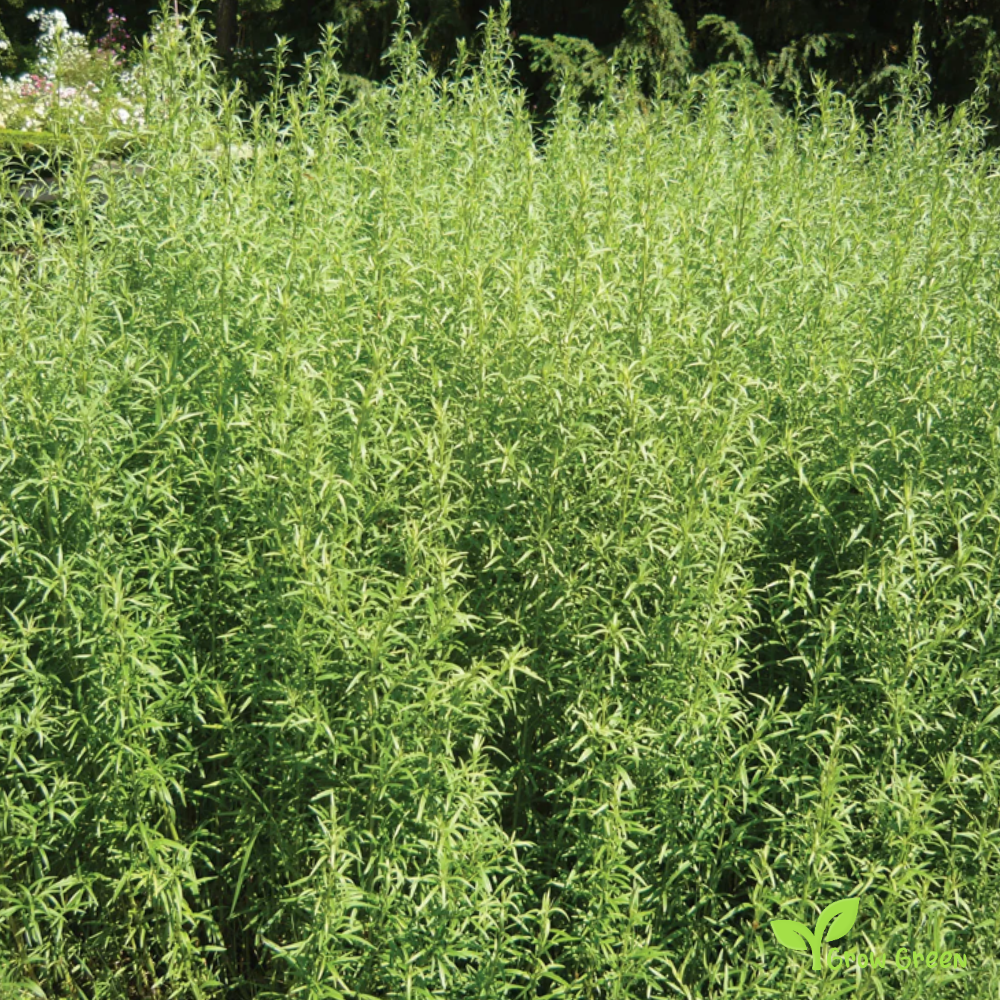 30 seeds of Tarragon - ARTEMISIA DRACUNCULUS - Estragon + Gift 5 seeds of Sunflower