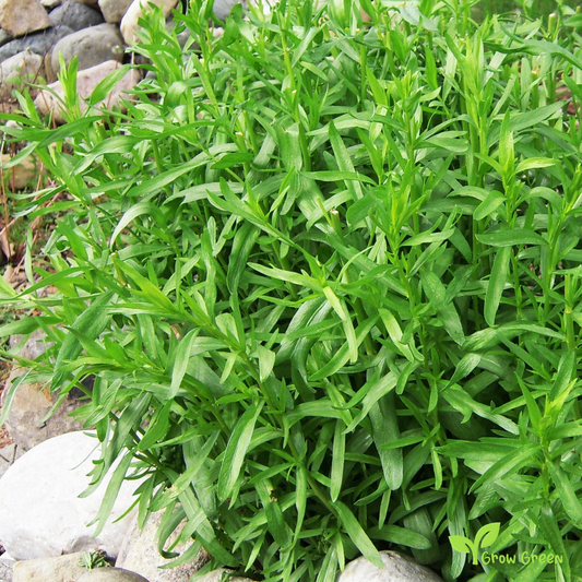 30 seeds of Tarragon - ARTEMISIA DRACUNCULUS - Estragon + Gift 5 seeds of Sunflower