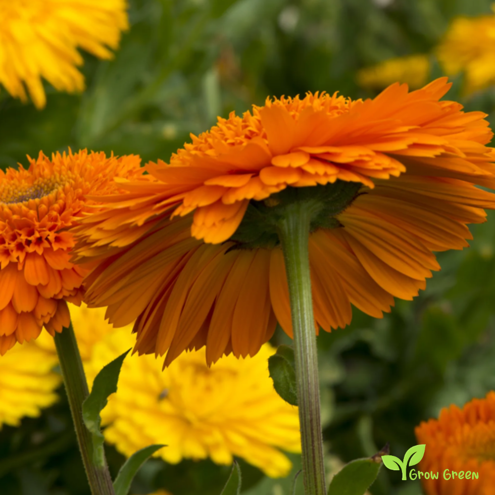20 seeds of Orange & Yellow Calendula - CALENDULA OFFICINALIS + Gift 5 seeds of Sunflower