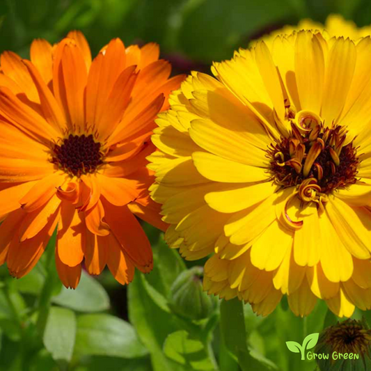 20 seeds of Orange & Yellow Calendula - CALENDULA OFFICINALIS + Gift 5 seeds of Sunflower