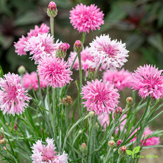 40 seeds of Pink Cornflower - CENTAUREA CYANUS - Bachelor's Button + Gift 5 seeds of Sunflower
