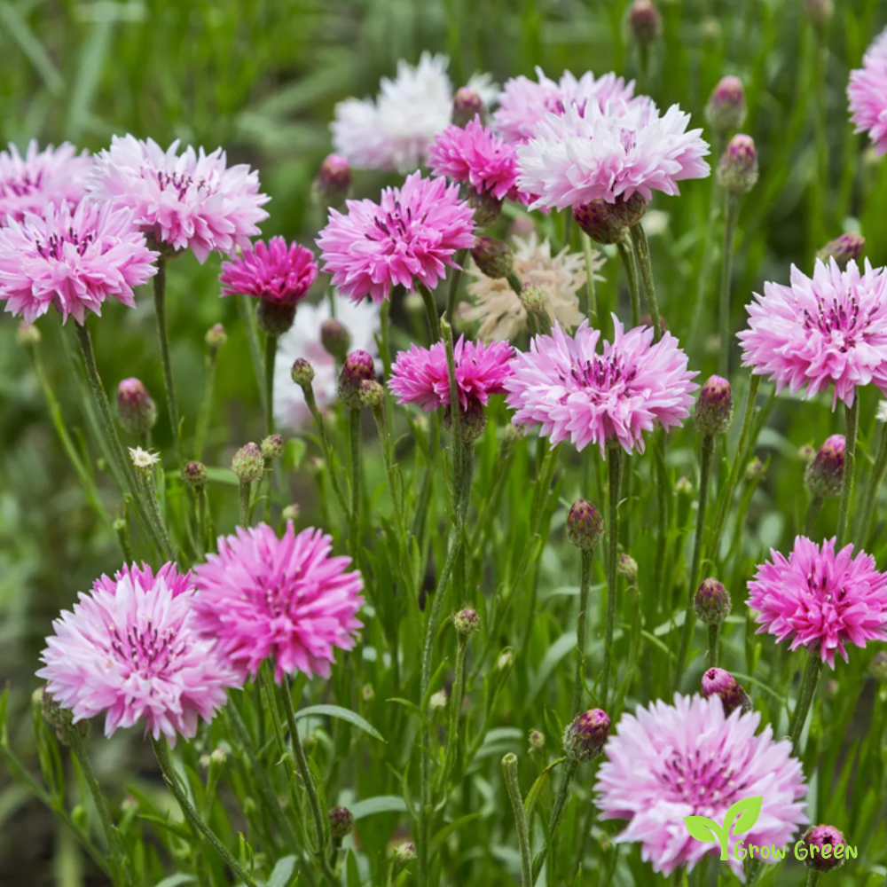 40 seeds of Pink Cornflower - CENTAUREA CYANUS - Bachelor's Button + Gift 5 seeds of Sunflower