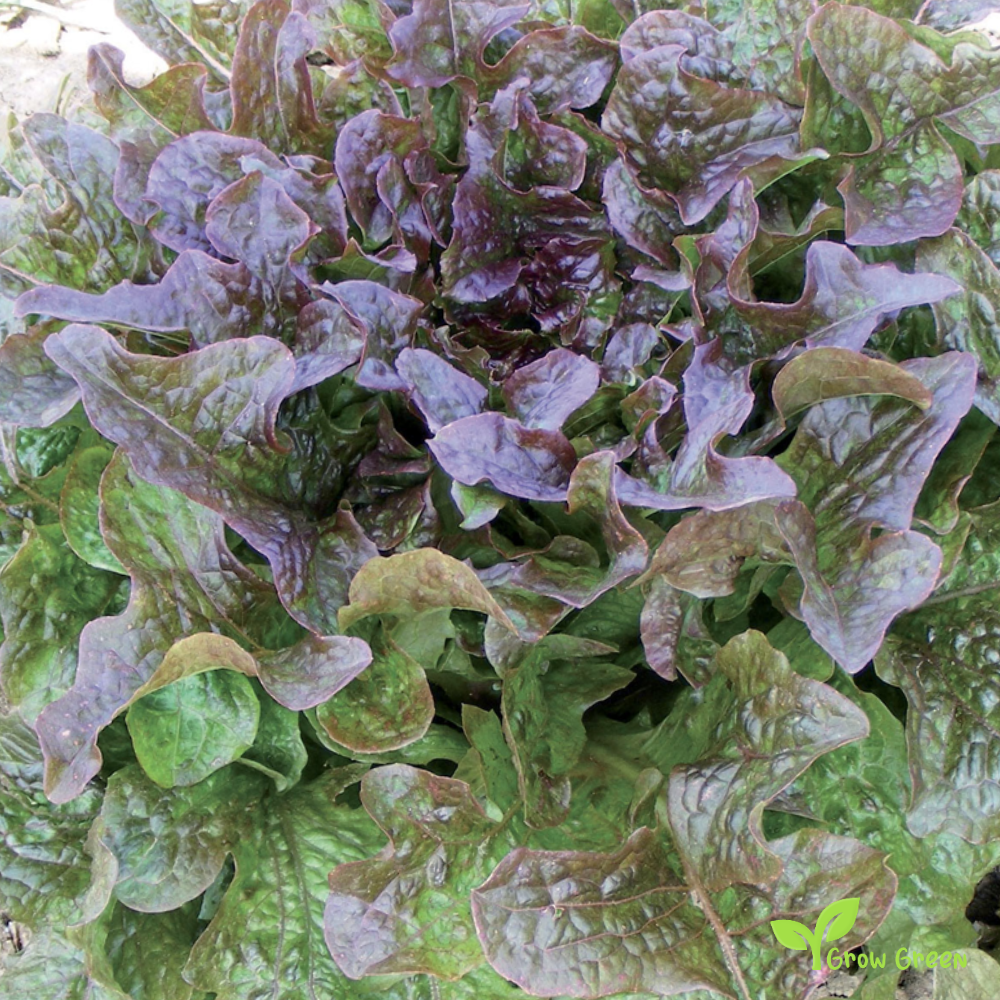 30 seeds of Lettuce Red Catalogna - LACTUCA SATIVA - Salad + Gift 5 seeds of Sunflower