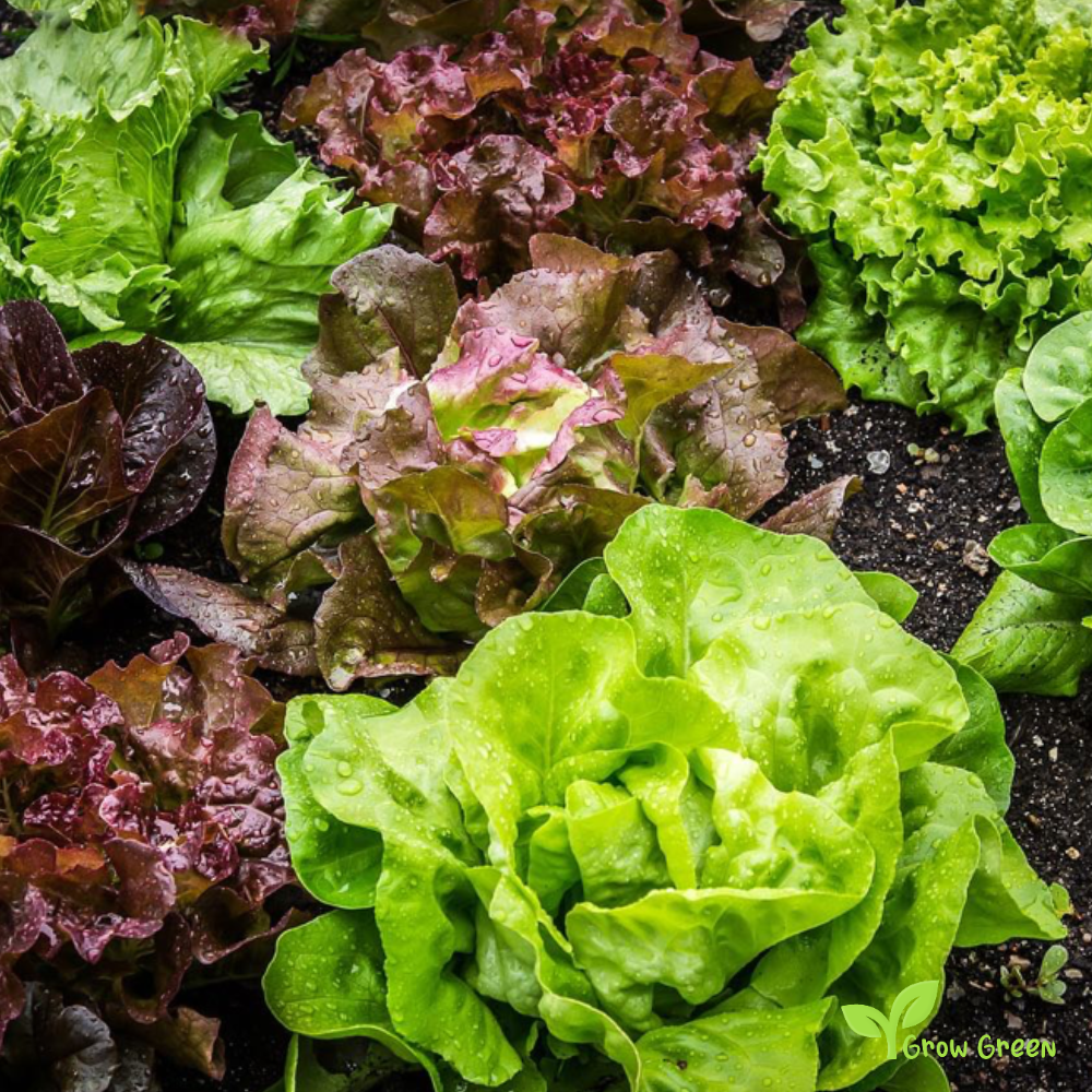 30 seeds of Lettuce Red Catalogna - LACTUCA SATIVA - Salad + Gift 5 seeds of Sunflower