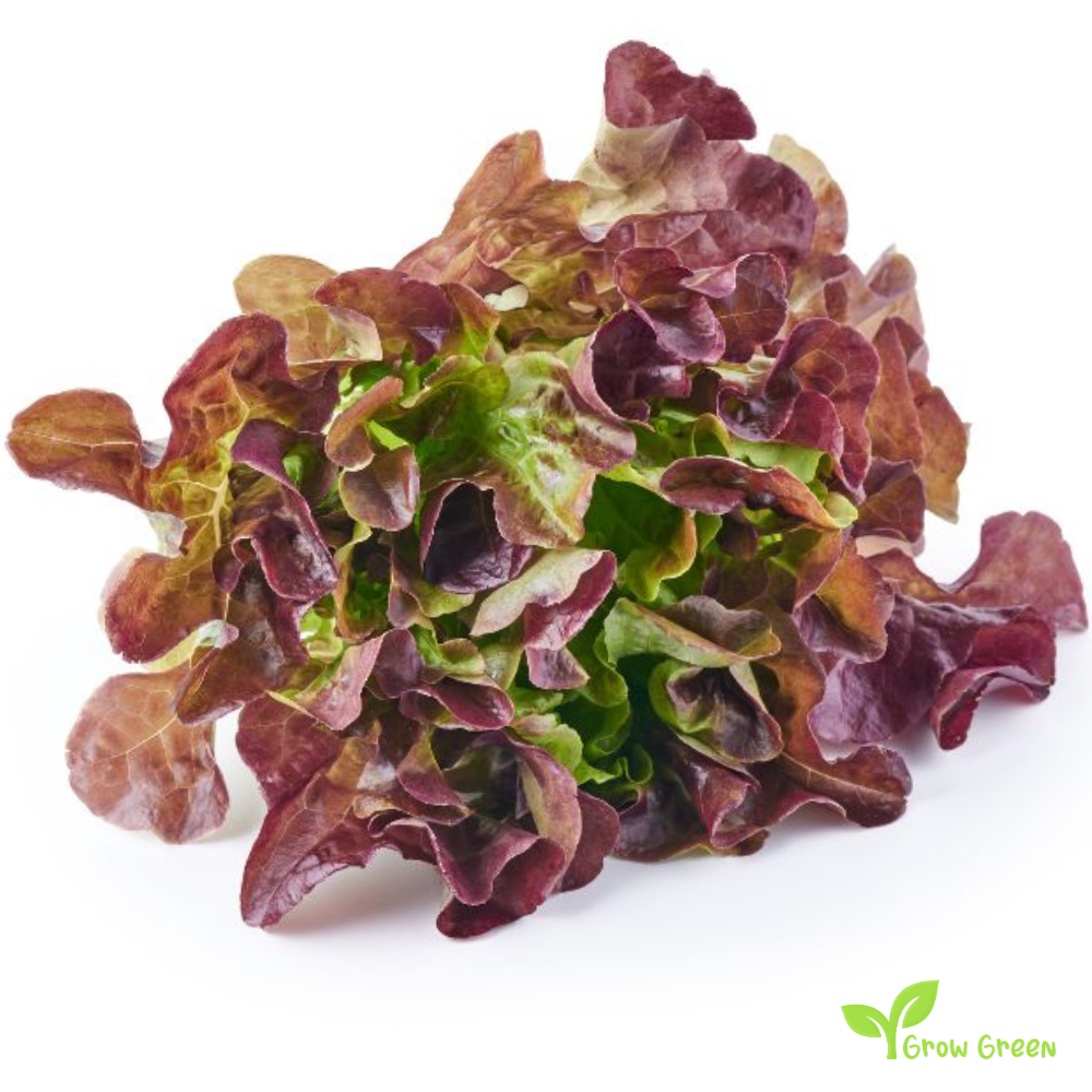 30 seeds of Lettuce Red Catalogna - LACTUCA SATIVA - Salad + Gift 5 seeds of Sunflower