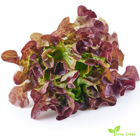 30 seeds of Lettuce Red Catalogna - LACTUCA SATIVA - Salad + Gift 5 seeds of Sunflower