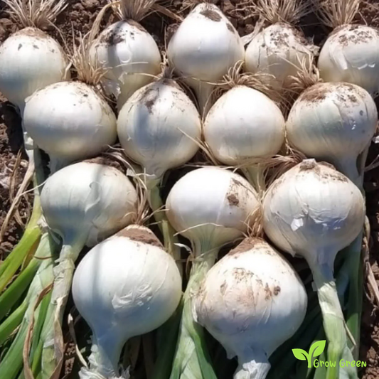 30 seeds of Onion Paris Silverskin - ALLIUM CEPA + Gift 5 seeds of Sunflower