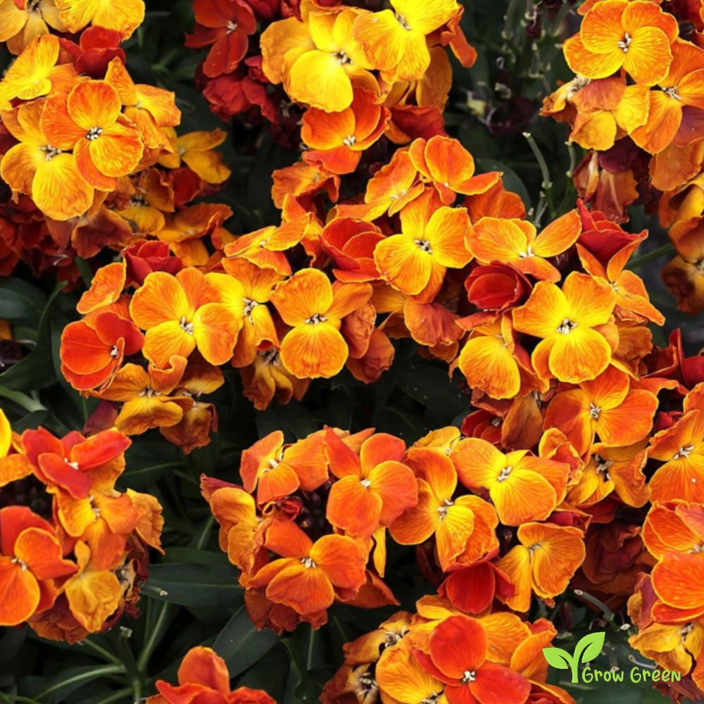 20 seeds of Orange Wallflower - ERYSIMUM CHEIRI + Gift 5 seeds of Sunflower