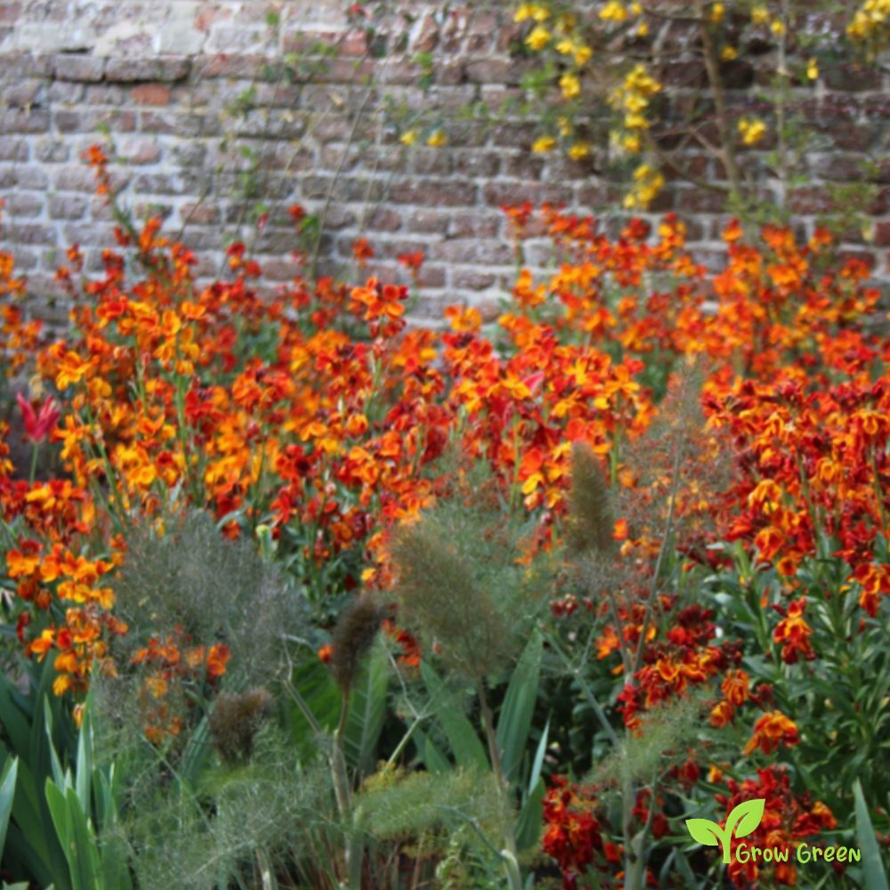 20 seeds of Orange Wallflower - ERYSIMUM CHEIRI + Gift 5 seeds of Sunflower