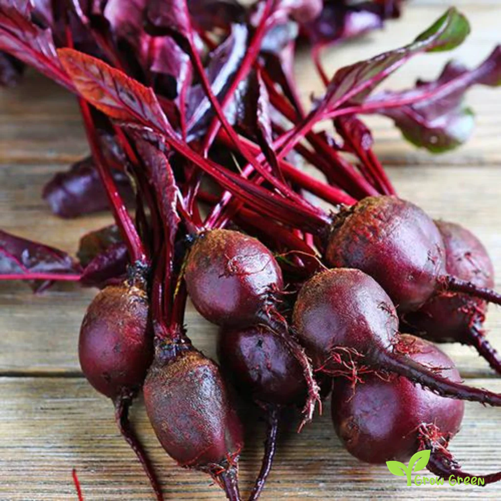 30 seeds of Beetroot Bull Blood - BETA VULGARIS + Gift 5 seeds of Sunflower