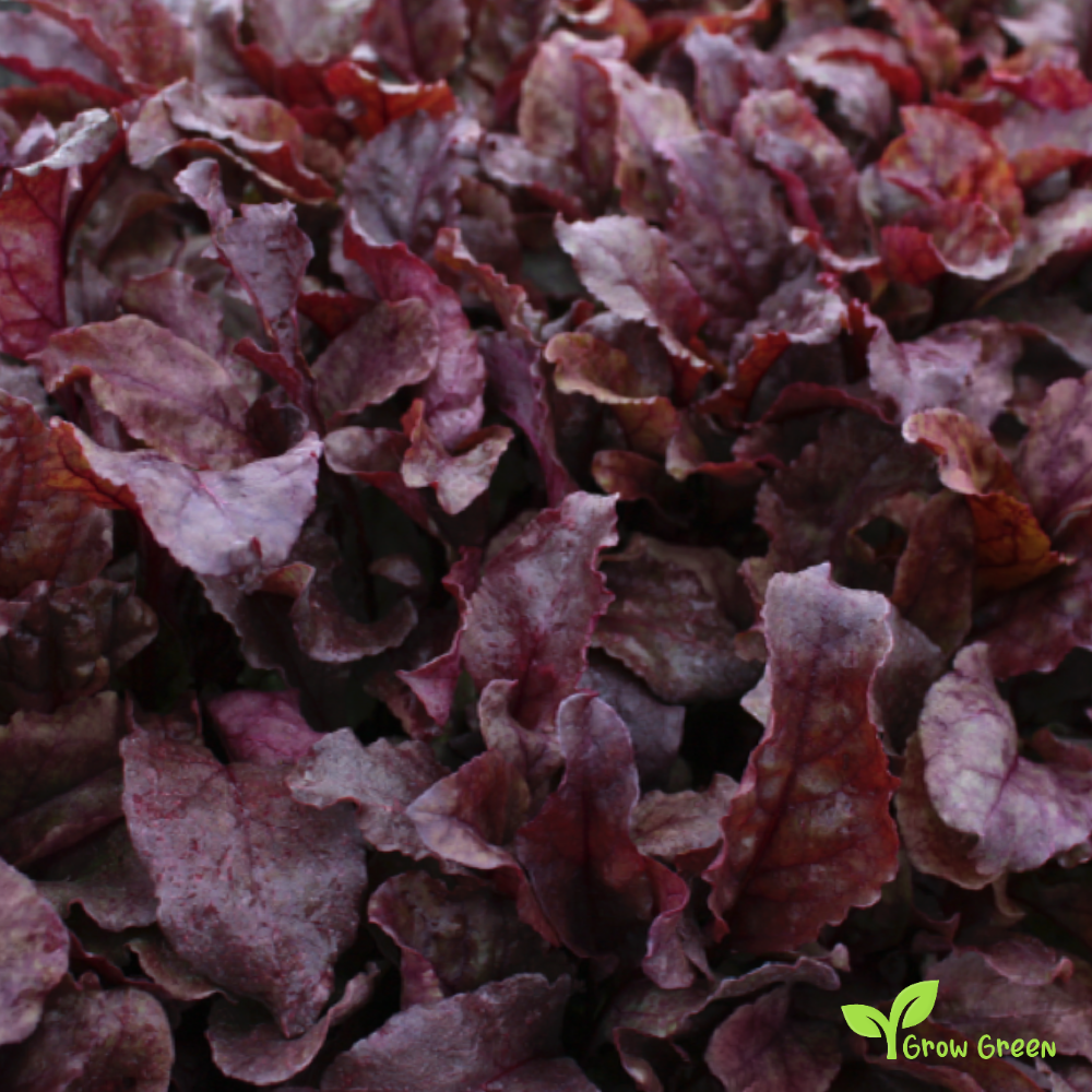 30 seeds of Beetroot Bull Blood - BETA VULGARIS + Gift 5 seeds of Sunflower