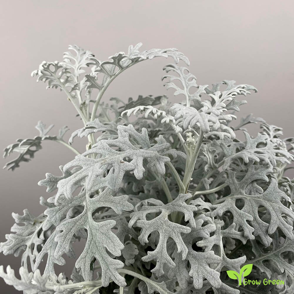 10 seeds of Silver Ragwort - JACOBAEA MARITIMA - Cineraria + Gift 5 seeds of Sunflower