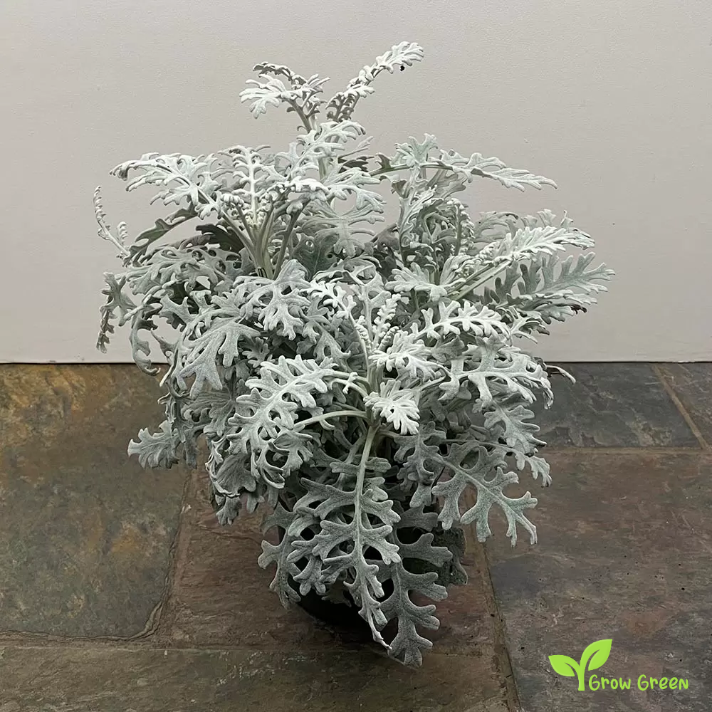 10 seeds of Silver Ragwort - JACOBAEA MARITIMA - Cineraria + Gift 5 seeds of Sunflower