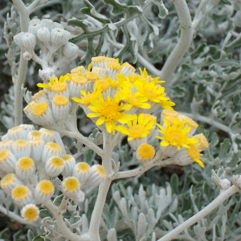 10 seeds of Silver Ragwort - JACOBAEA MARITIMA - Cineraria + Gift 5 seeds of Sunflower