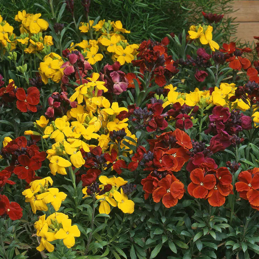 20 seeds of Mix Wallflower - ERYSIMUM CHEIRI - Cheiranthus + Gift 5 seeds of Sunflower