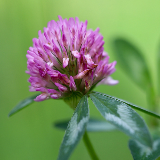 50 seeds of Red Clover - TRIFOLIUM + Gift 5 seeds of Sunflower