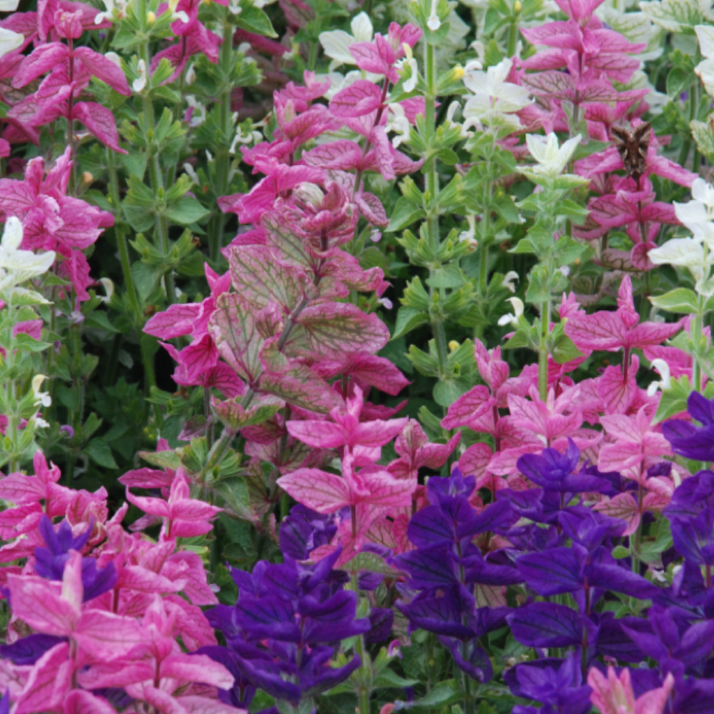 20 seeds of Clary - SALVIA VIRIDIS or HORMINUM + Gift 5 seeds of Sunflower