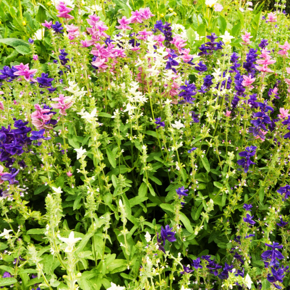 20 seeds of Clary - SALVIA VIRIDIS or HORMINUM + Gift 5 seeds of Sunflower