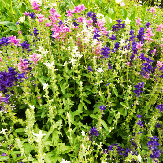 20 seeds of Clary - SALVIA VIRIDIS or HORMINUM + Gift 5 seeds of Sunflower