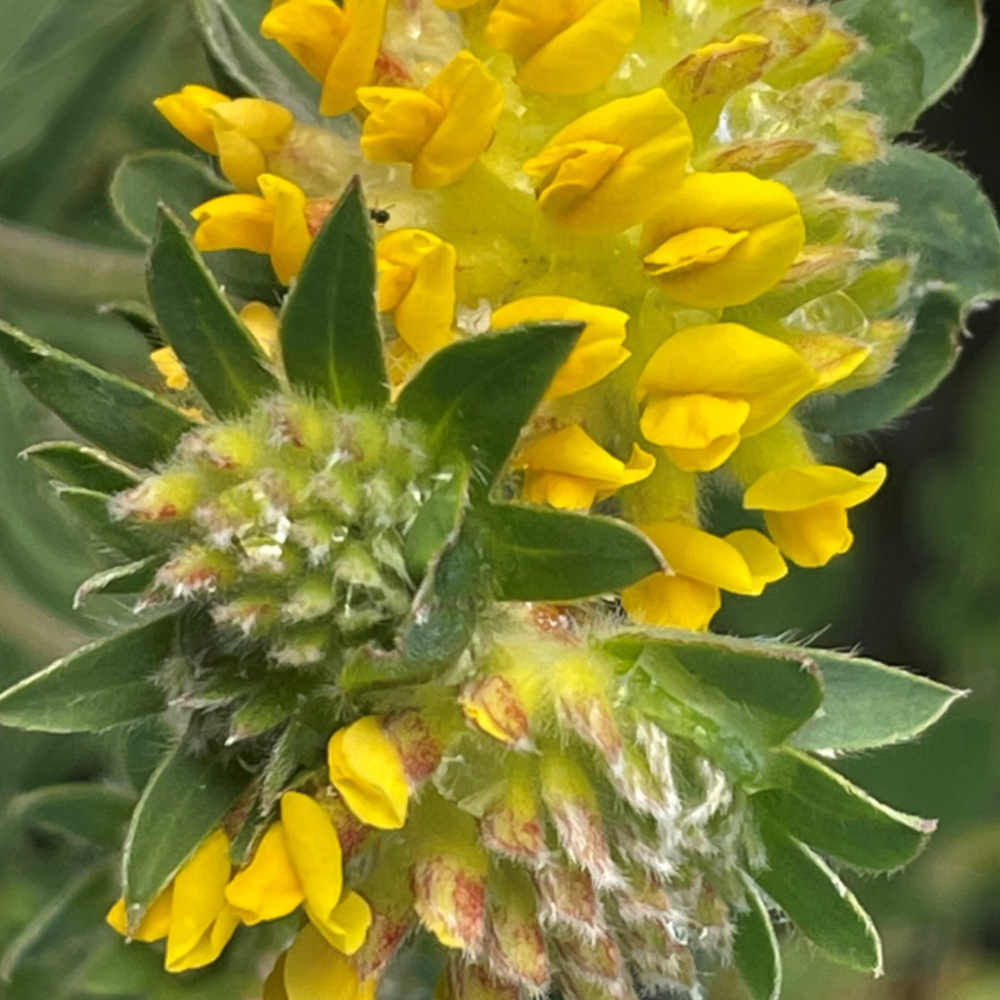 20 seeds of Kidney Vetch - ANTHYLLIS VULNERARIA + Gift 5 seeds of Sunflower