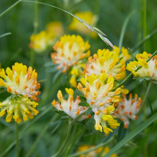 20 seeds of Kidney Vetch - ANTHYLLIS VULNERARIA + Gift 5 seeds of Sunflower