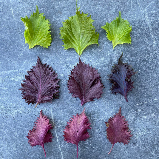 20 seeds of Red Shiso - PERILLA FRUTESCENS CRISPA + Gift 5 seeds of Sunflower