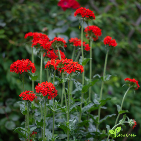 20 seeds of Maltese Cross - SILENE CHALCEDONICA - LYCHNIS + Gift 5 seeds of Sunflower