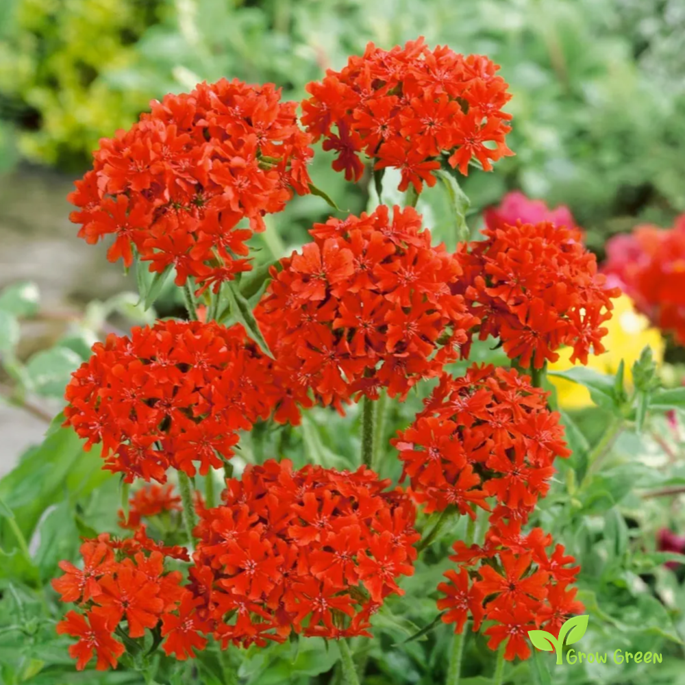 20 seeds of Maltese Cross - SILENE CHALCEDONICA - LYCHNIS + Gift 5 seeds of Sunflower
