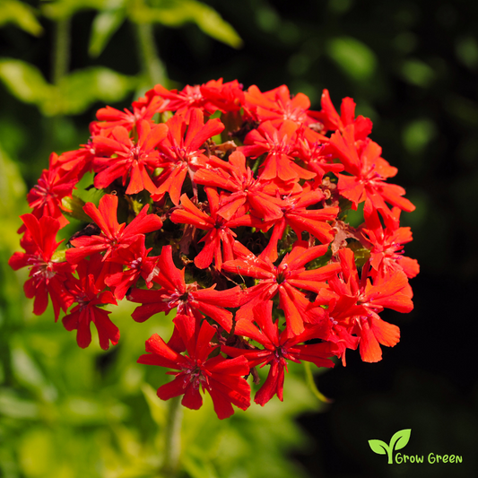20 seeds of Maltese Cross - SILENE CHALCEDONICA - LYCHNIS + Gift 5 seeds of Sunflower