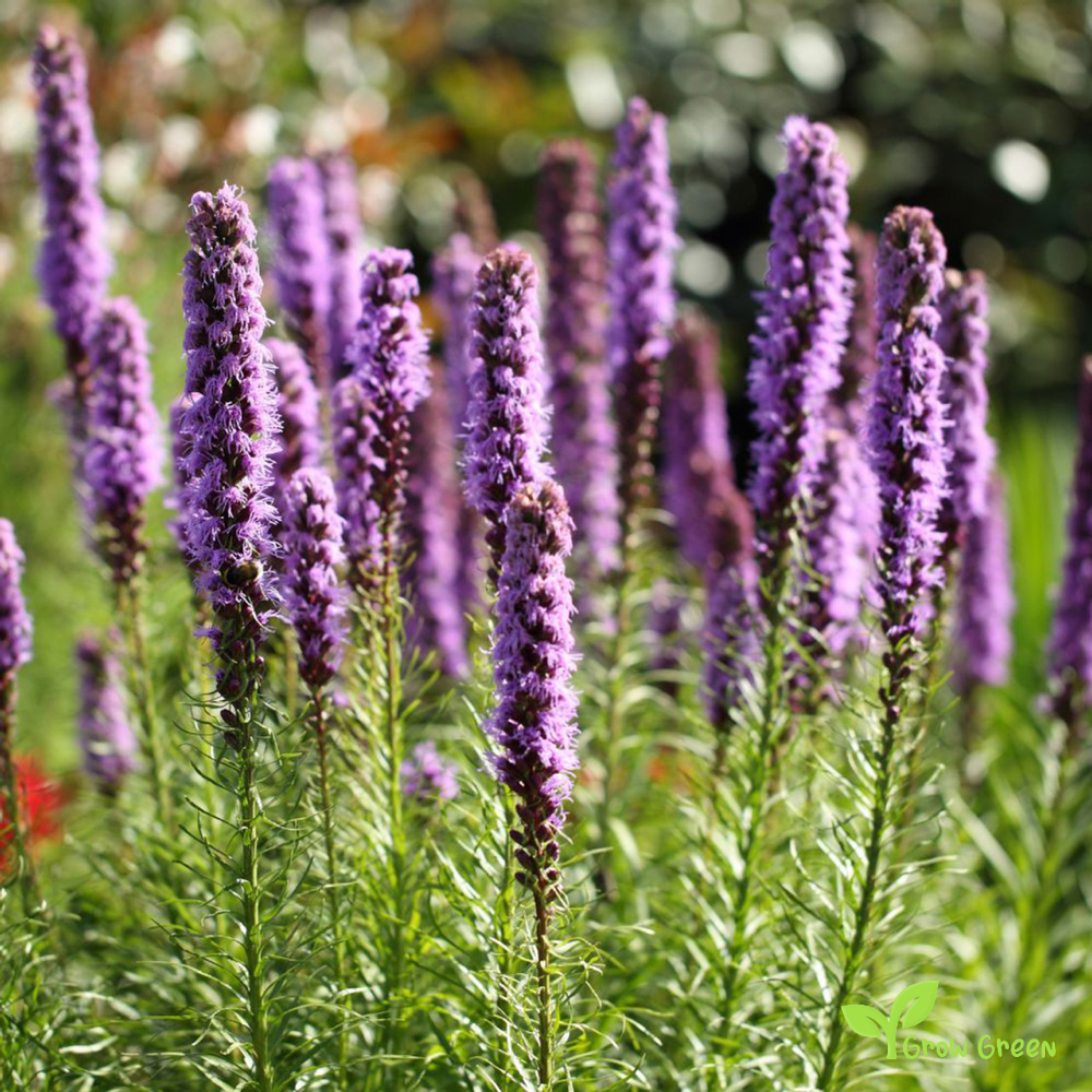 10 seeds of Button Snakewort seeds - LIATRIS SPICATA + Gift 5 seeds of Sunflower