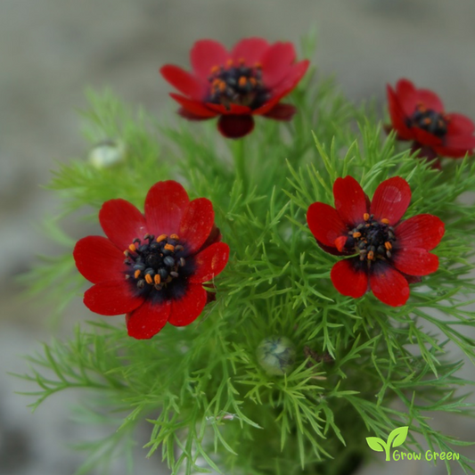 10 seeds of Pheasant's Eye - ADONIS AESTIVALIS + Gift 5 seeds of Sunflower