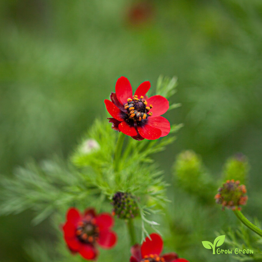 10 seeds of Pheasant's Eye - ADONIS AESTIVALIS + Gift 5 seeds of Sunflower