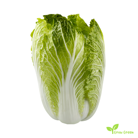 30 seeds of Chinese Cabbage Wong Bok - BRASSICA OLERACEA + Gift 5 seeds of Sunflower