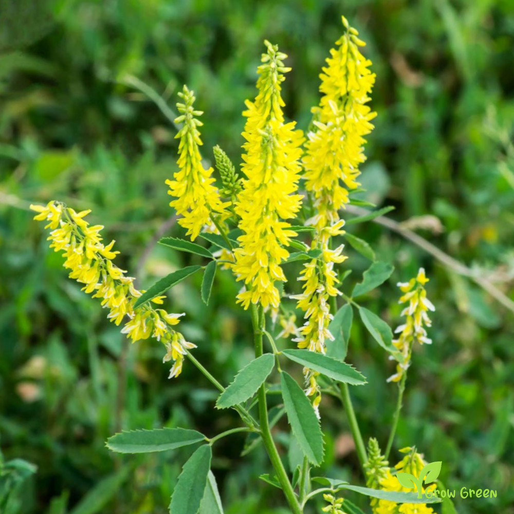 10 seeds of Sweet Clover seeds - MELILOTUS OFFICINALIS + Gift 5 seeds of Sunflower