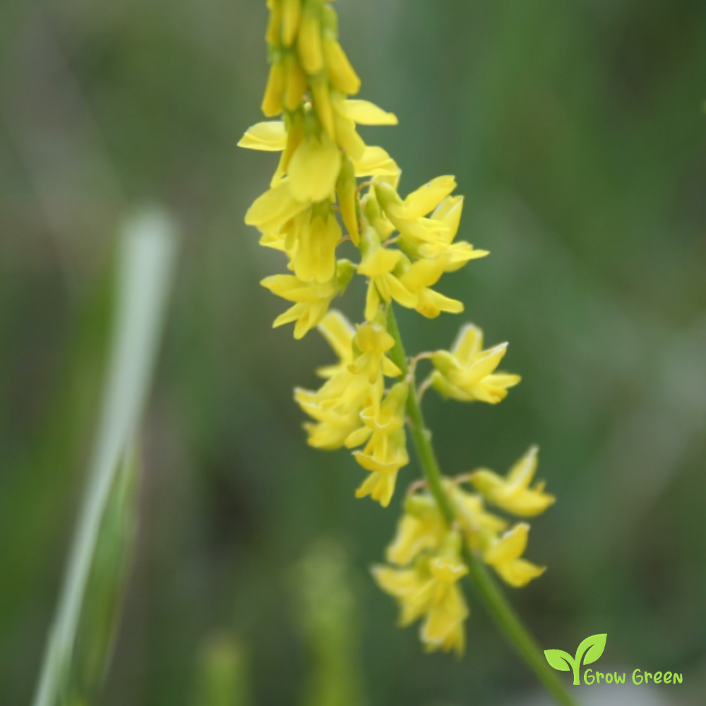10 seeds of Sweet Clover seeds - MELILOTUS OFFICINALIS + Gift 5 seeds of Sunflower