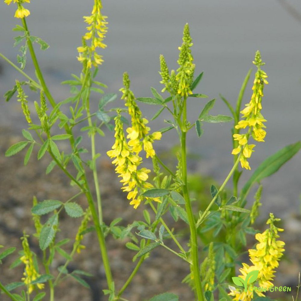 10 seeds of Sweet Clover seeds - MELILOTUS OFFICINALIS + Gift 5 seeds of Sunflower