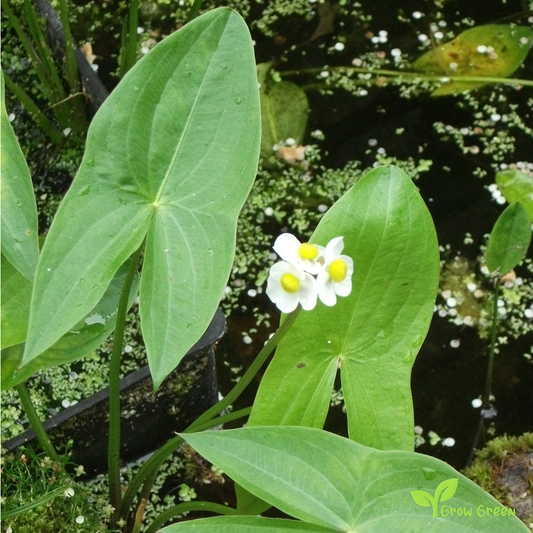 20 seeds of  Broadleaf Arrowhead - SAGITTARIA LATIFOLIA Wapato + Gift 5 seeds of Sunflower