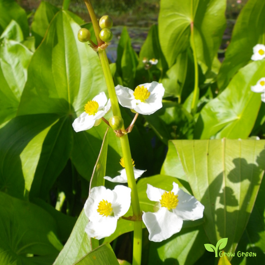 20 seeds of  Broadleaf Arrowhead - SAGITTARIA LATIFOLIA Wapato + Gift 5 seeds of Sunflower
