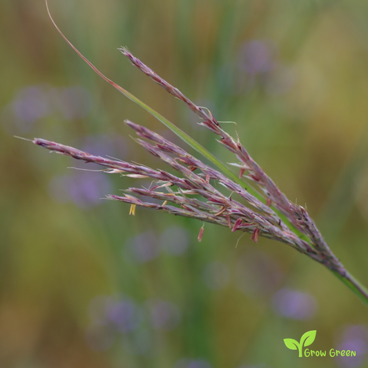 20 seeds of Big Bluestem - ANDROPOGON GERARDII - Turkeyfoot  + Gift 5 seeds of Sunflower