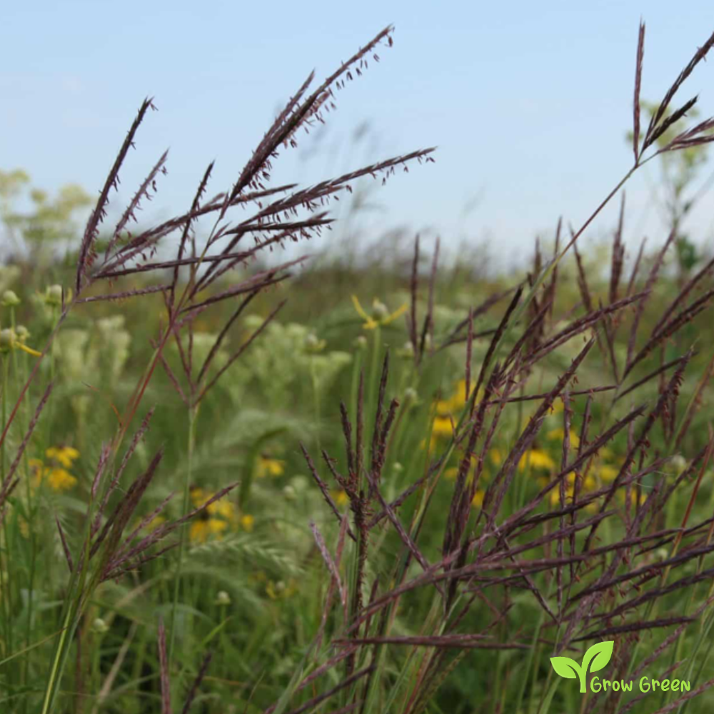 20 seeds of Big Bluestem - ANDROPOGON GERARDII - Turkeyfoot  + Gift 5 seeds of Sunflower